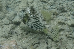 Lactophrys bicaudalis