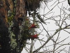 Tillandsia punctulata