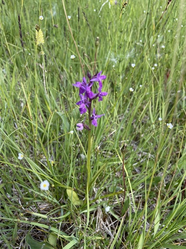 Image of Dactylorhiza traunsteineri by (c) Thomas Ebner, some rights reserved (CC BY)
