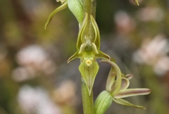 Prasophyllum concinnum