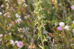 Prasophyllum concinnum