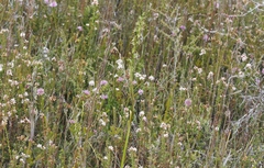 Prasophyllum concinnum