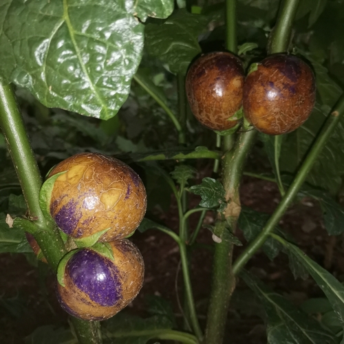 African eggplant