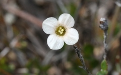 Mitrasacme pilosa stuartii