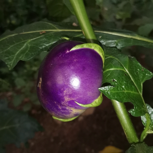 African eggplant