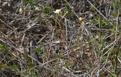 Mitrasacme pilosa stuartii