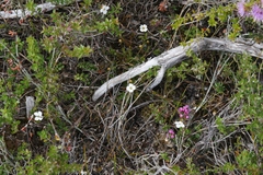 Mitrasacme pilosa stuartii