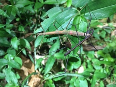 Ocnophiloidea regularis