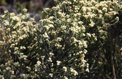 Ozothamnus scutellifolius
