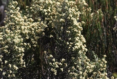 Ozothamnus scutellifolius