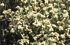 Ozothamnus scutellifolius