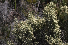 Ozothamnus scutellifolius