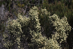 Ozothamnus scutellifolius
