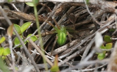 Neosparassus patellatus
