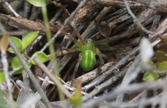 Neosparassus patellatus