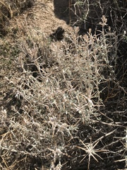 Tetradymia stenolepis