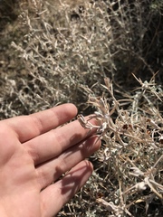 Tetradymia stenolepis