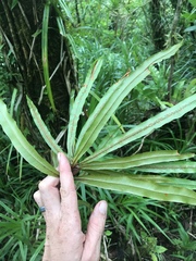 Oleandra neriiformis