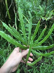 Oleandra neriiformis