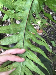 Microsorum commutatum