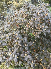Rhododendron rubropilosum taiwanalpinum
