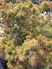 Juniperus formosana