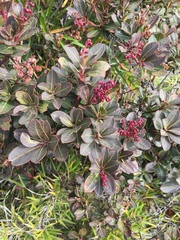 Pieris japonica taiwanensis