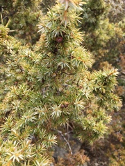 Juniperus formosana