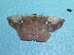 Paragonia cruraria