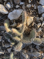 Opuntia trichophora