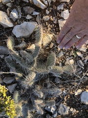 Opuntia trichophora