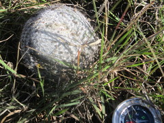 Mammillaria haageana haageana