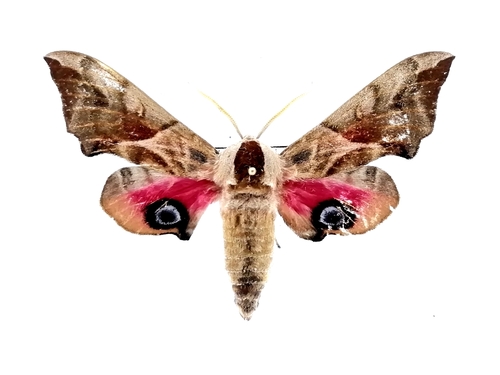 Eyed hawk-moth