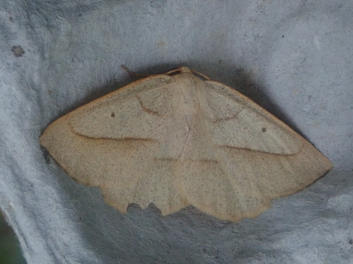 Least-marked Euchlaena Moth photo 3