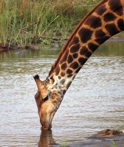 Southern Giraffe