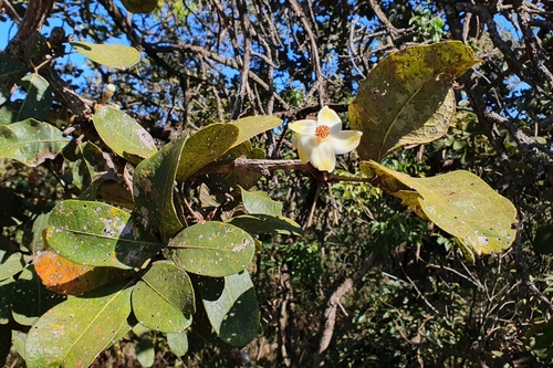 Eriotheca pubescens