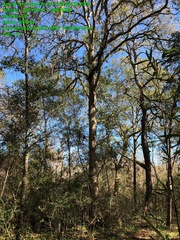 Quercus sinuata sinuata