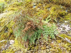 Cryptogramma sitchensis