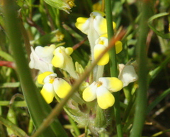 Castilleja campestris