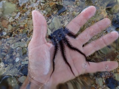 Ophiocoma echinata