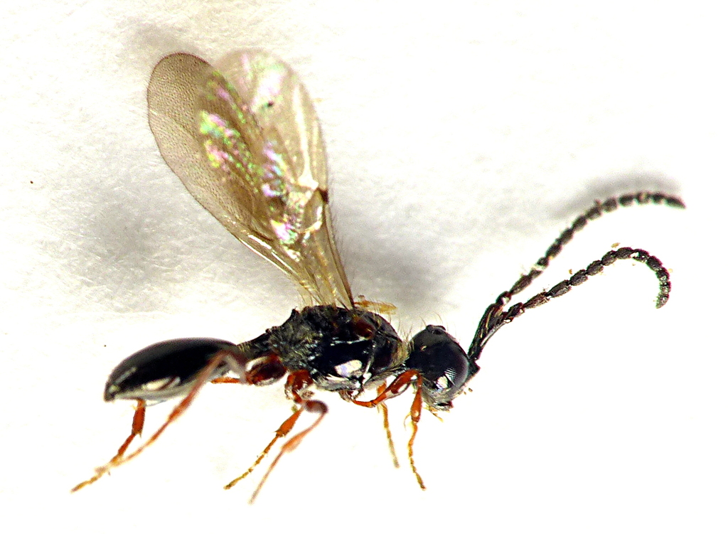 Spilomicrus carolae