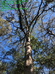 Quercus sinuata sinuata