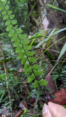 Image of Asplenium normale by (c) 許文俊, some rights reserved (CC BY-SA)