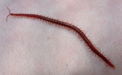 Strigamia bothriopus