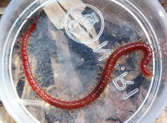 Strigamia bothriopus