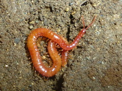 Strigamia bothriopus