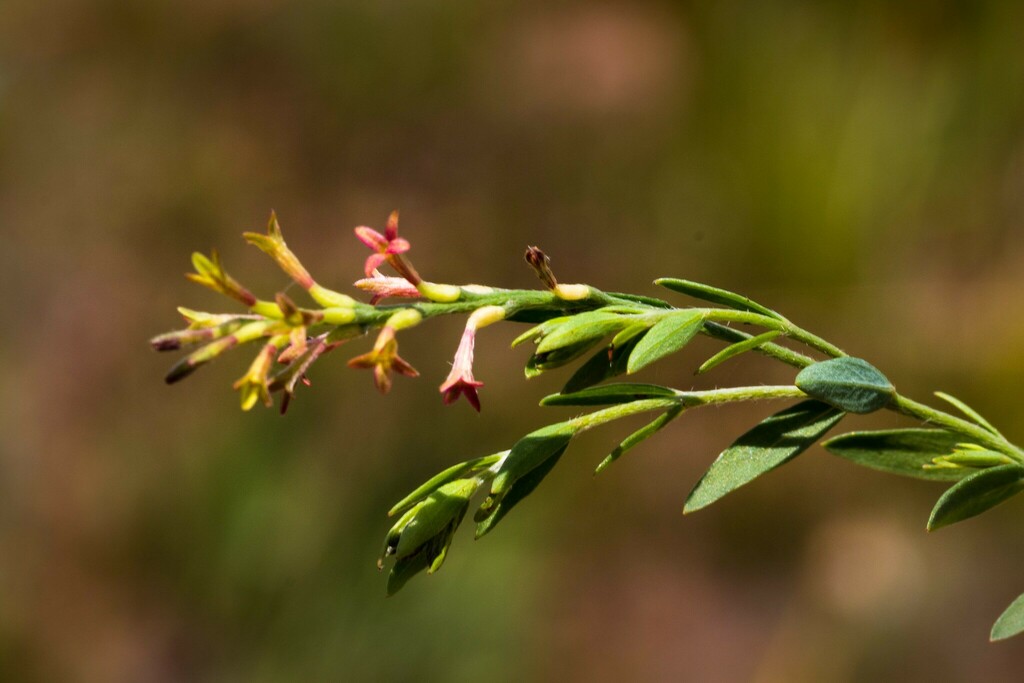 Gnidia gymnostachya