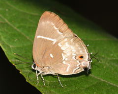 Michaelus phoenissa