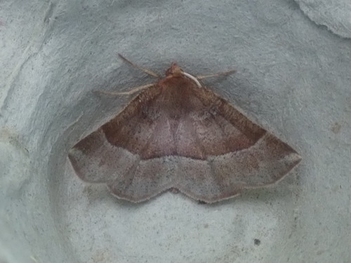 Metarranthis pilosaria