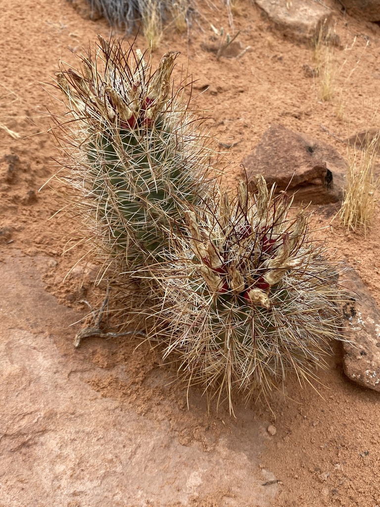 Sclerocactus parviflorus, United States
